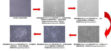 專業IPS技術服務 全面護航您的網絡安全